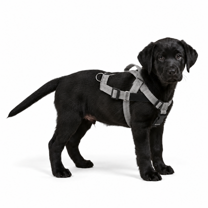 OLLO® Guardian