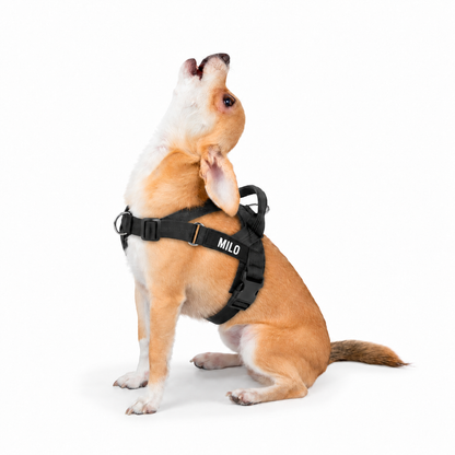 OLLO® Guardian